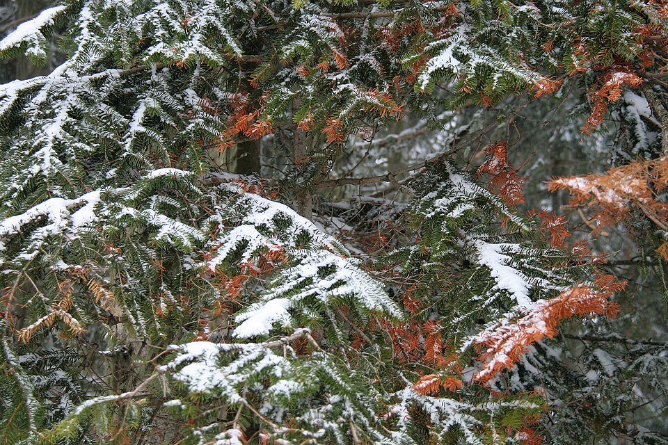 Ilgaz Dağı Milli Parkı